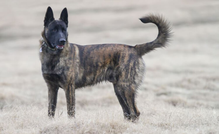  Dutch Shepherd